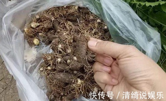 月入|农村大妈在挖这种野草,大妈说这野草厉害着呢,挖得多可月入上千