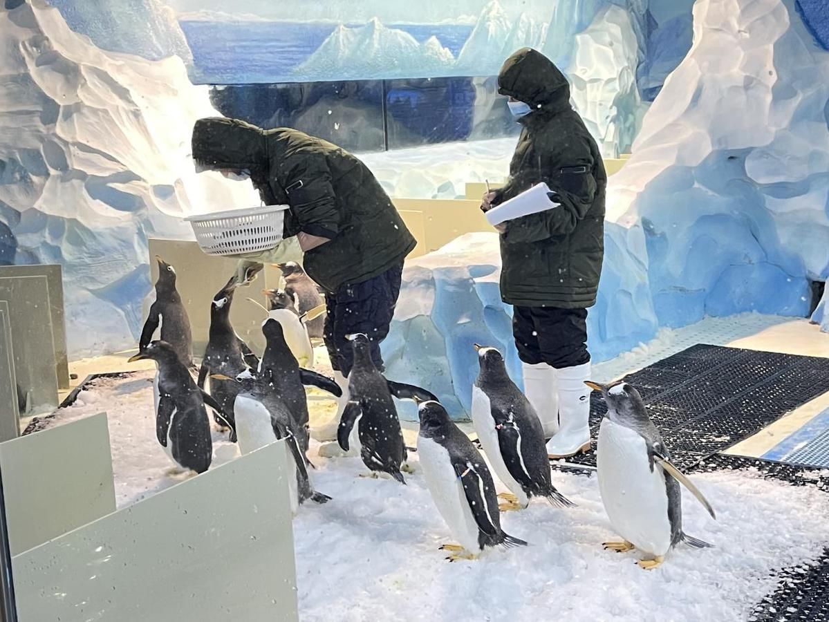 海洋生物|泉州高质量发展海丝文旅产业：保护海洋生物 共建人与动物和谐共处的世界旅游目的地