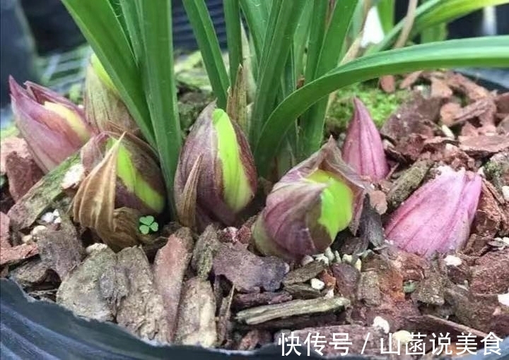 春兰的花芽在秋季破土成了超生游击队,太壮观了,只需2个神操作