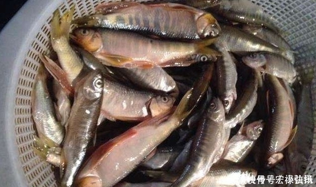石斑|这种叫“溪石斑”的小鱼,以前很多,如今上百元一斤,你认识吗