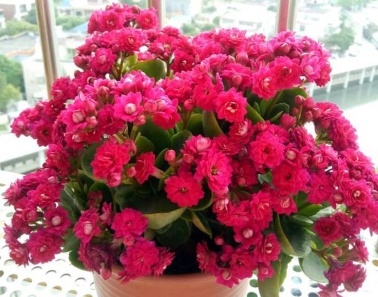 家里养这些花朵,养在阳台,清香味四溢,美如画