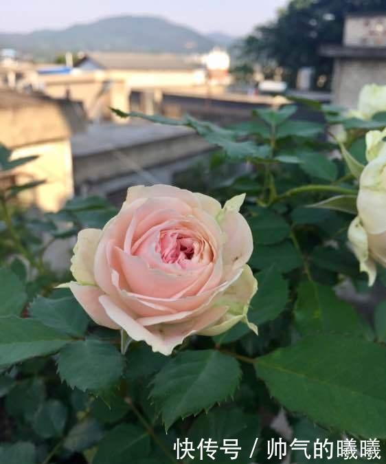 阳台必备的3种“月季花”,勤花“抗病”好养活,养10盆也不多