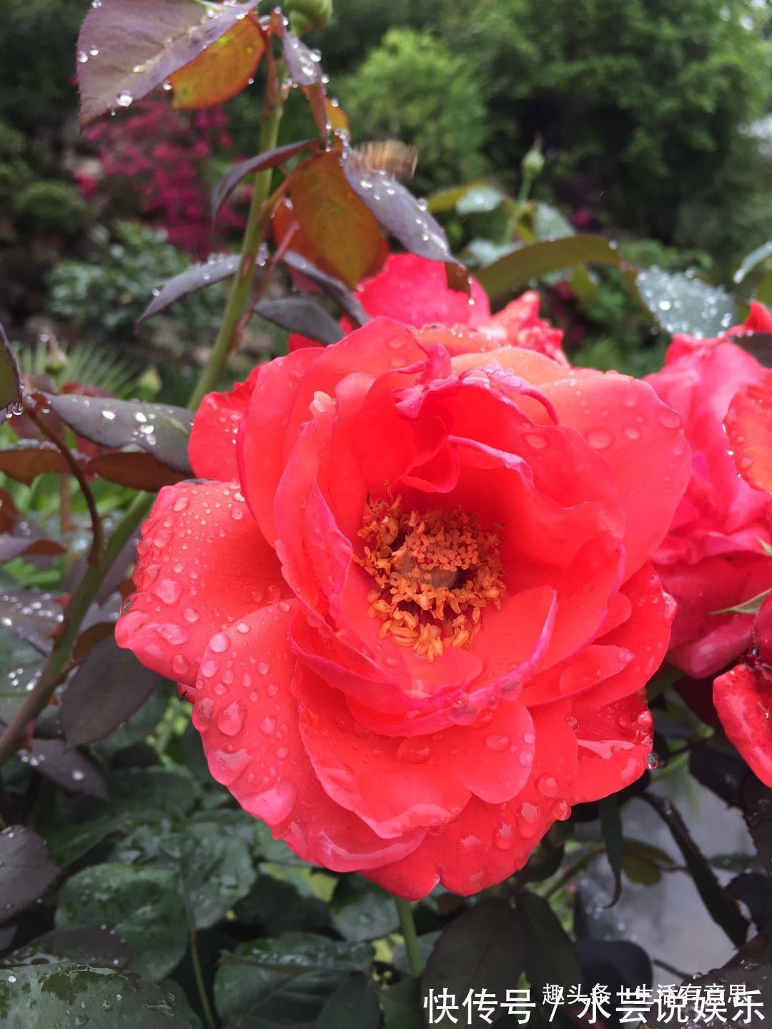 夏季勤快点,教你3招小方法,谢后又开,让月季花比绿萝还好养!