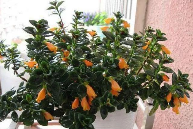 花土|入冬后，怎么养好金鱼花注意前4点就能叶片油绿、花开满盆