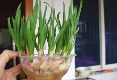 家里的有些东西,扔水里就是一盆郁郁葱葱小盆栽