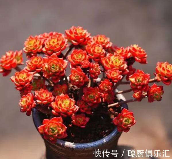 秋冬养多肉蒂亚,3件事狠狠做,叶片红艳惹人爱,养成漂亮小老桩
