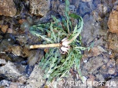 蒲公英|“万草之王”蒲公英太牛了,和它一配便秘口臭没了,肤白貌美了