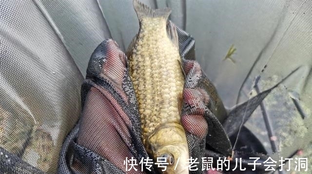 关于酒米的4个谣言,很多钓鱼人都被骗过!