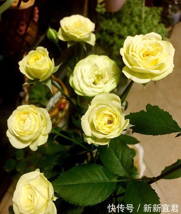 矢车菊|聪明人都养4种花,财源滚滚来,招财又开运,你养了吗?