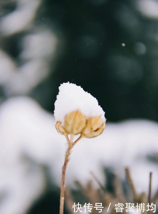 漫天寒凝洗尘襟，大外与你共风雪