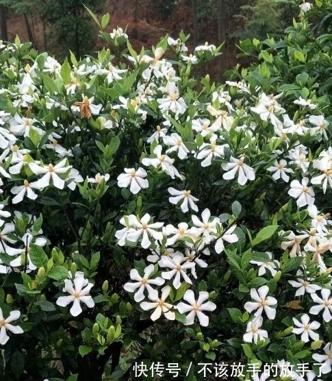 大雪将至,养花试试这几款,造化神秀,养花人必备