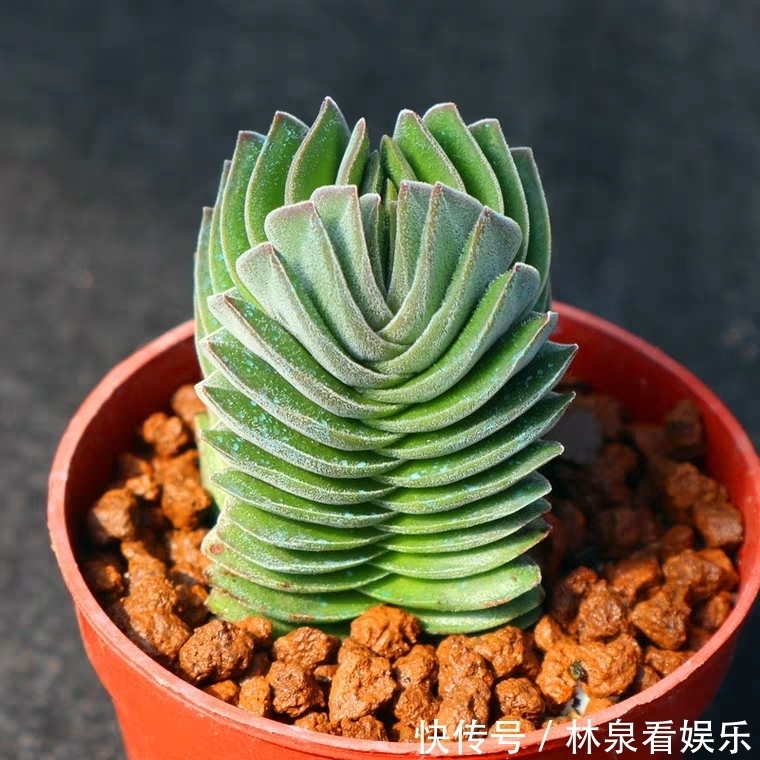 女朋友|9种比较稀有的多肉品种，追女朋友神器，让女神爱上多肉爱上你