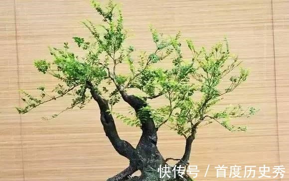 原来有钱人家都养这个花,镇宅,招财,这可是“帝王之木”!