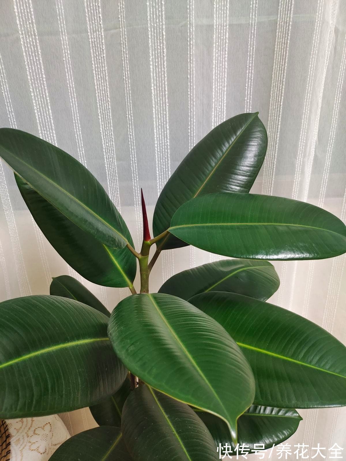 大叶子花|5种大叶子花千万别错过,气质十足有格调,放在家里很吉祥