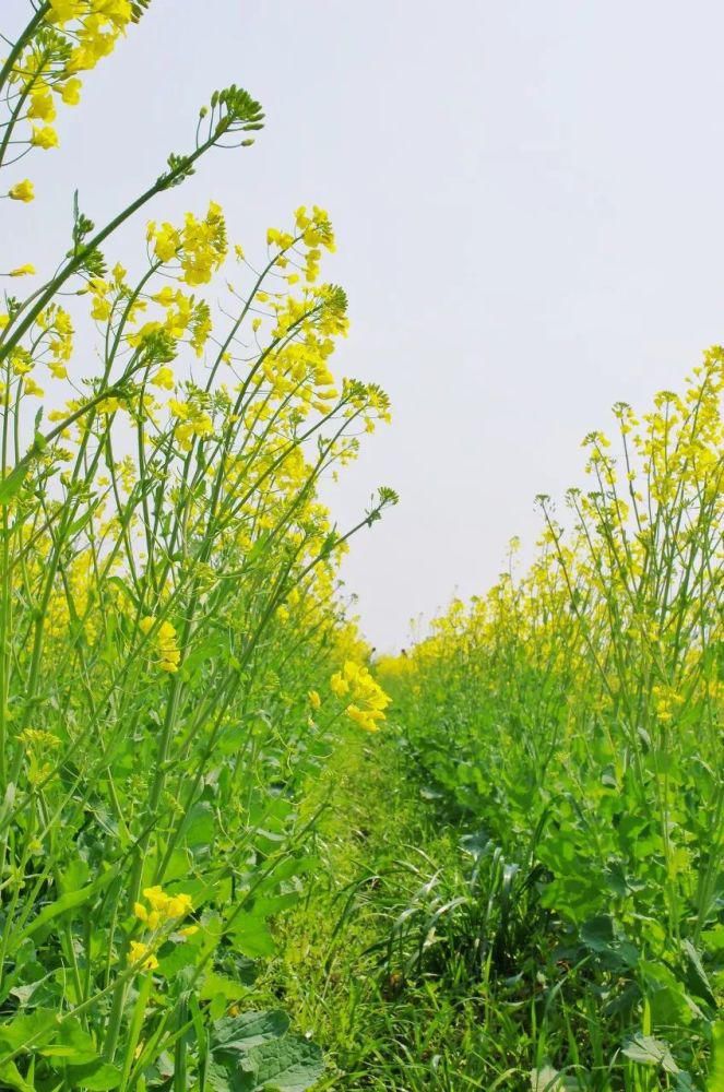 中国最美的油菜花美景地全在这里了，我去过3个，你呢？