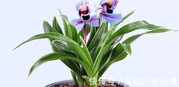 花色独一无二的“紫月荷”，梦幻奇特，花香四溢，新手花迷也能养