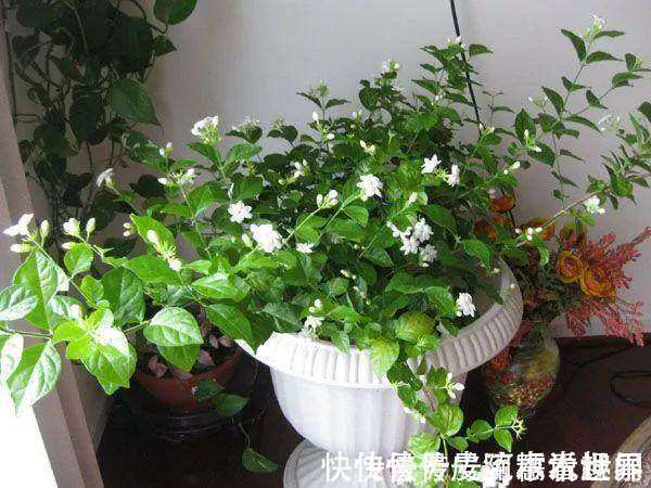 这3种“垃圾”别扔，丢在花盆里，花卉跟“打鸡血”一样蹭蹭长