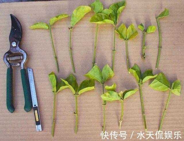 秋天|到了秋天，塑料泡沫才是养花“宝贝”，扦插生根快，养花不烂根
