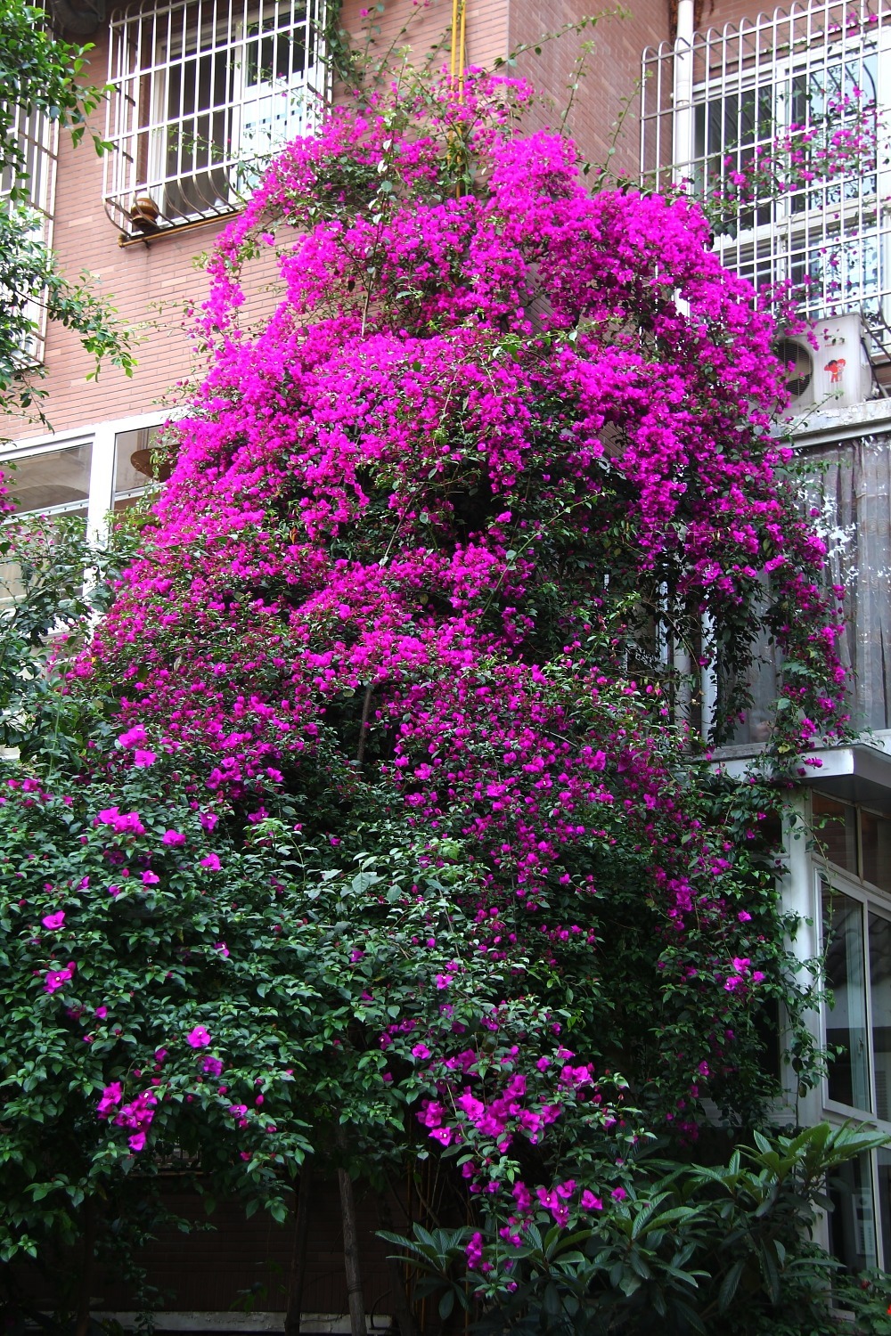 北方家里当宝的花,南方大马路上全都是,我酸了!