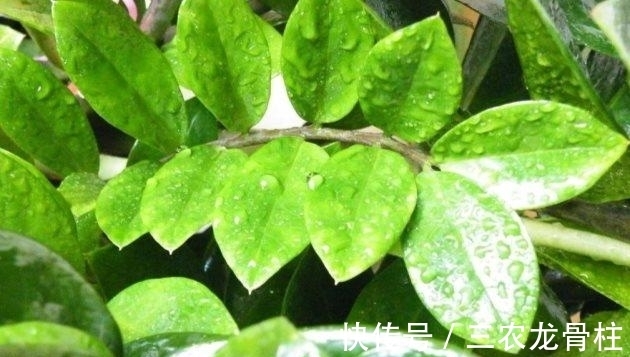 浇水|金钱树怎么养才茂盛的四个小技巧