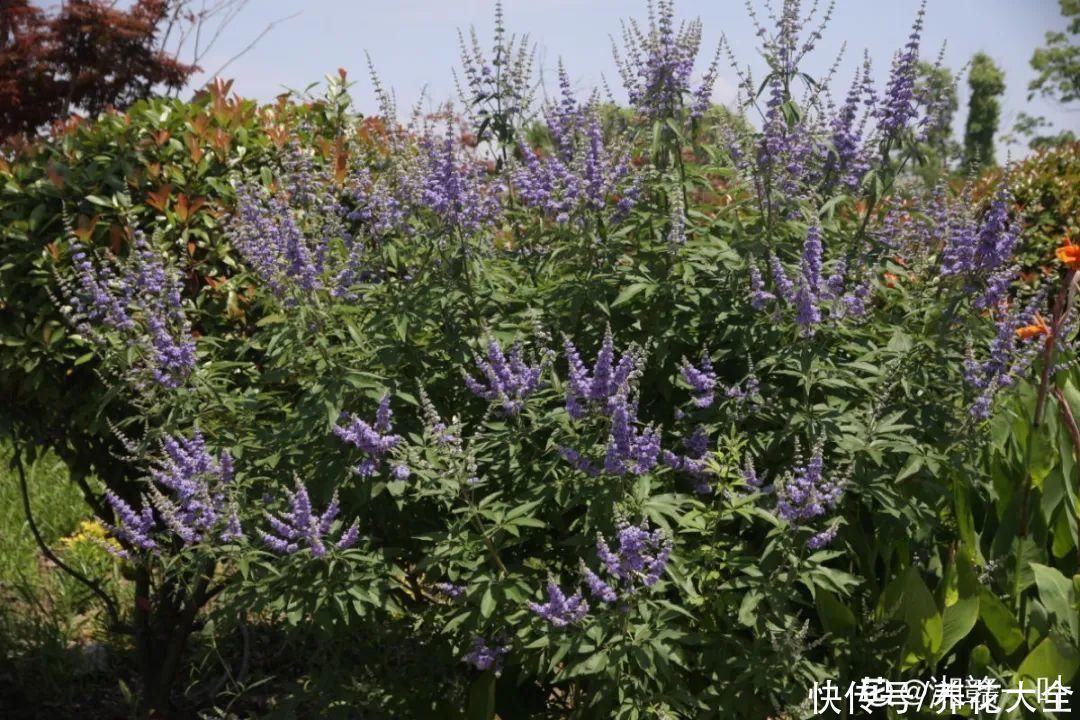 农村当柴烧的花，原来可以当盆景，给一千块也不卖