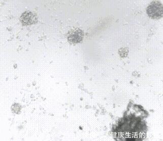 真技术活!在没有空气和水的太空如何种粮种草!