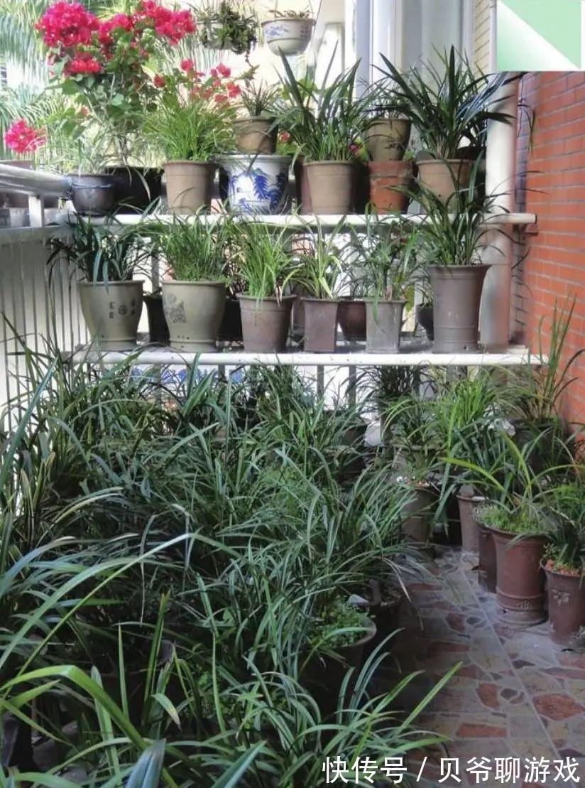 日照|全面分析阳台环境给兰花带来的不适,轻松攻克兰花的“阳台病”!