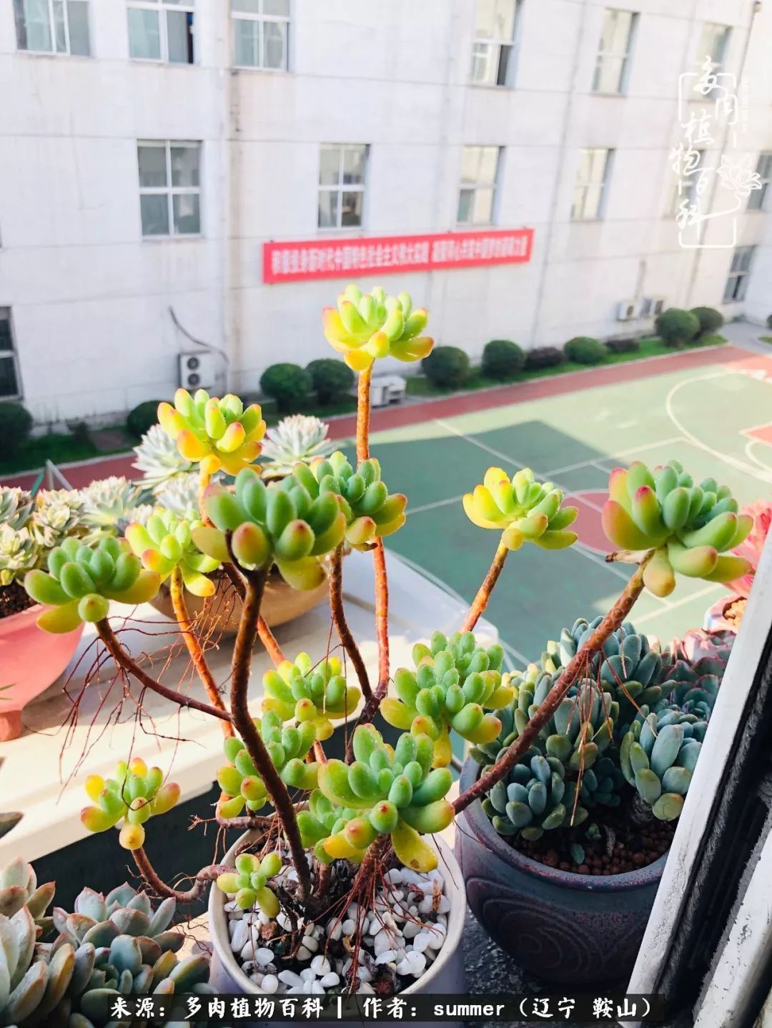 活着即是王道！我和我大东北的多肉们！