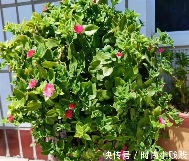 六种花是有名的“生活小帮手”,建议养一盆,以备不时之需