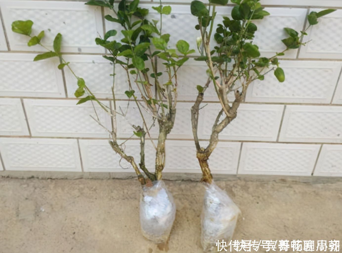 茉莉花|喜欢逛花市,碰到5种老桩不要买,开花少难养活,影响心情浪费钱