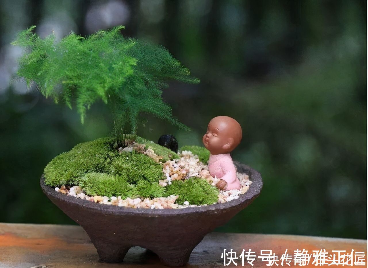 养文竹|都说冬天要“少浇水”,家里有“4种花”要勤浇水,预防黄叶
