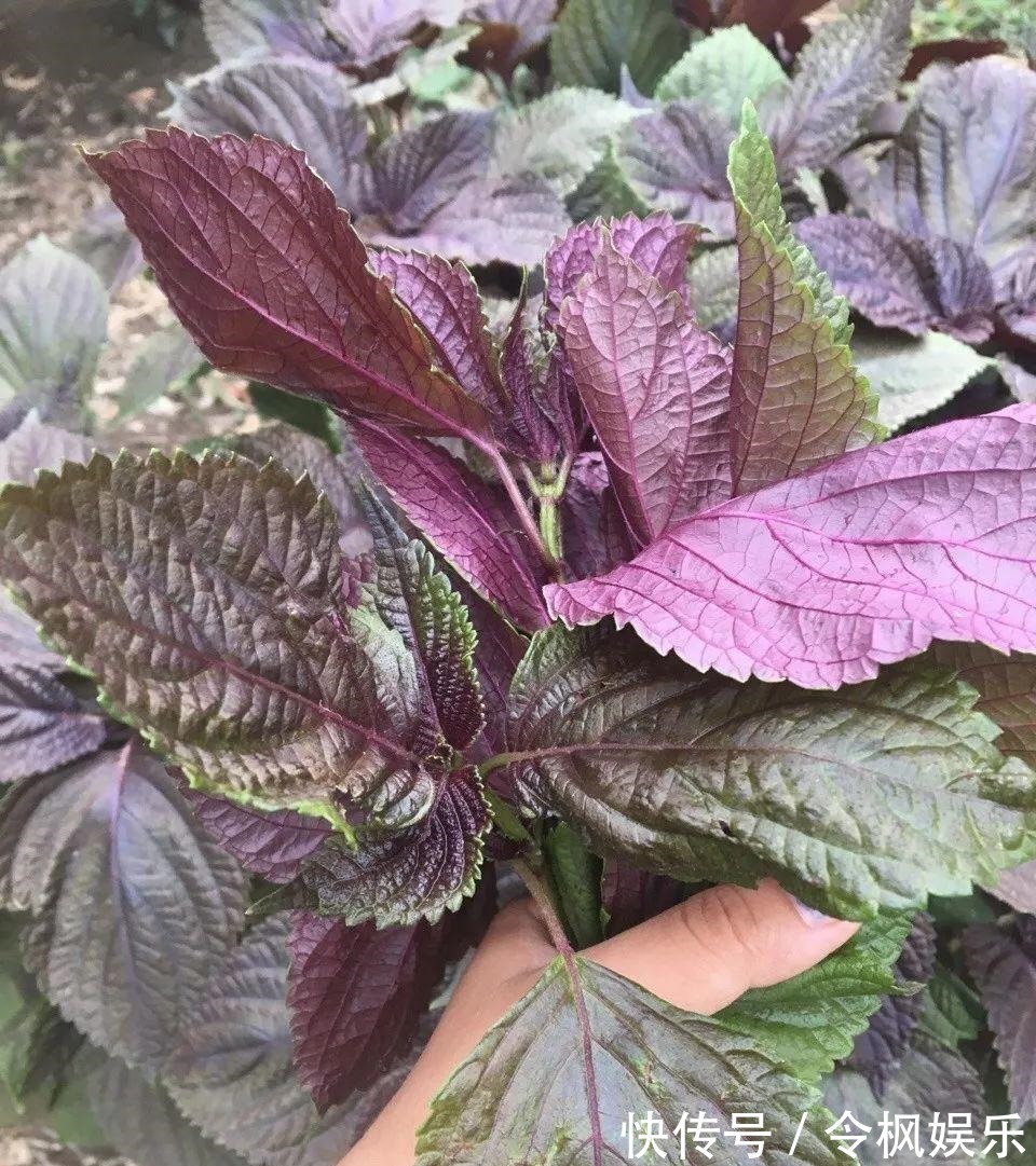 老中医最爱的8种花,一盆堪比小药箱,摘片叶子就能泡水喝!