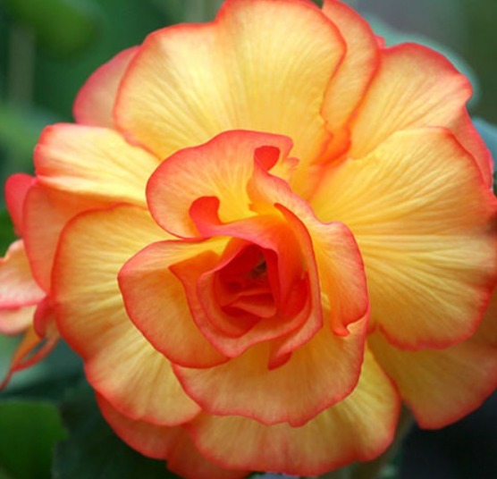 家养“树中奇花”,花开似牡丹,更胜海棠花,花开三季、好养活