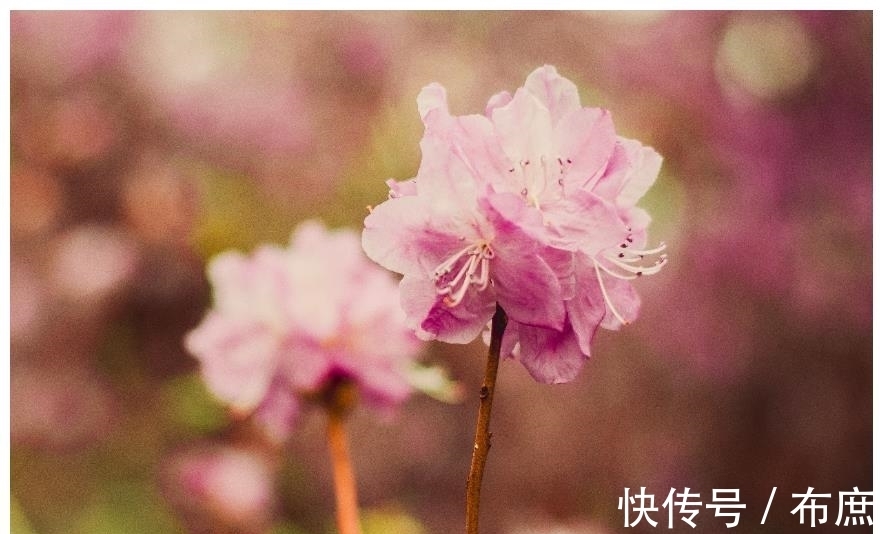 生肖鸡|7月，桃花运了不得，寄托思念，3生肖获得良缘，旧情人回心转意