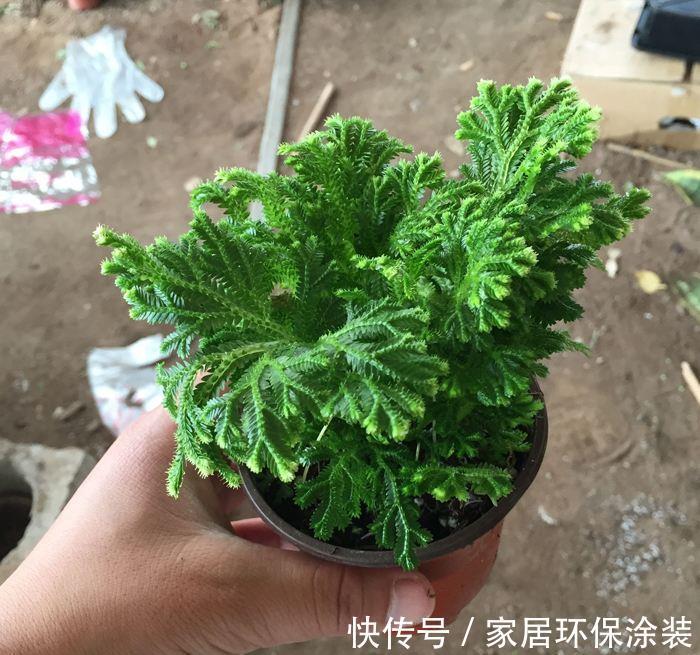 九死还魂草|野外山坡上再看见这种植物，别挖了，数量已经不允许