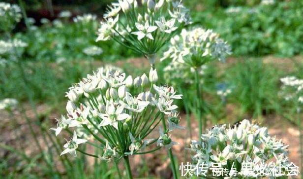 婆婆纳|农村2种花，号称“男人的加油站”，很多人都不知