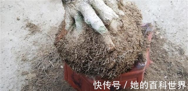 盆景|制作高价值的盆景,炼根是关键,看看怎么炼!
