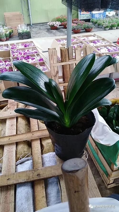 君子兰养护多年始终多年是什么原因呢