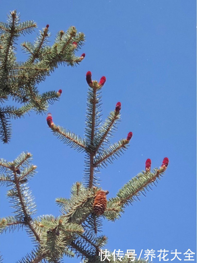 云杉|花卉中的“长寿老人”，最老一棵12000岁