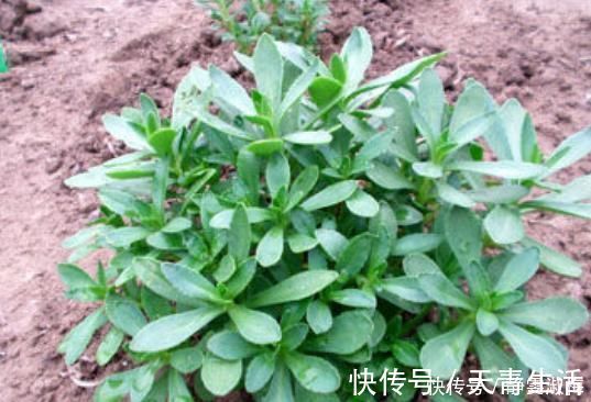 想吃|乡下常见的野菜,被称作“金不换”,城里人想吃都买不到!