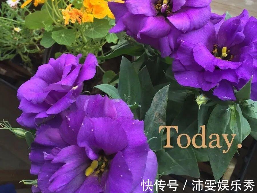 洋桔梗|6种花一天不浇水,叶子就耷拉,缺水3天就死翘!