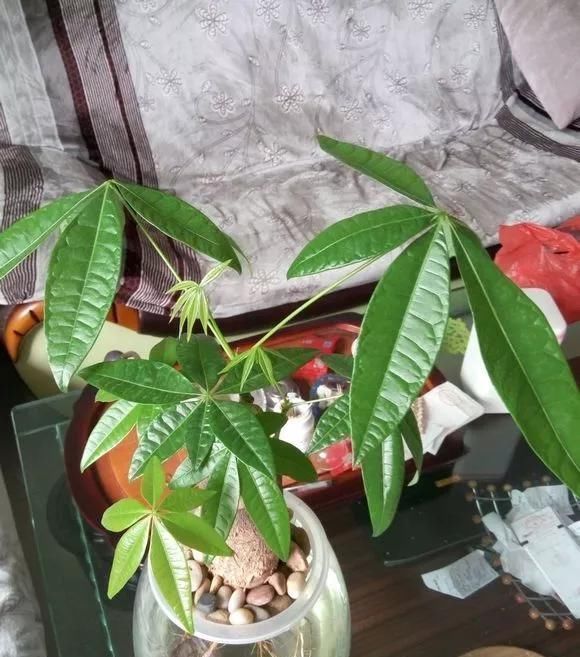 芦荟|这3种花养不好,赶紧扔水里,越长越来劲