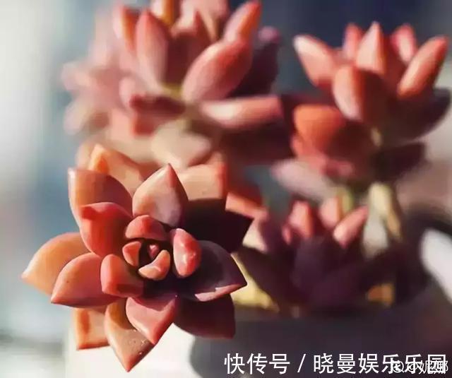 花友|容易养成老桩的多肉,新手也能养成,2年茎秆木质化