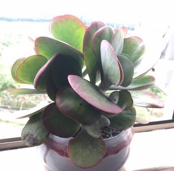 伤口|不管唐印多肉怎么丑,砍一刀,也能爆出一圈侧芽,且颜色红红火火