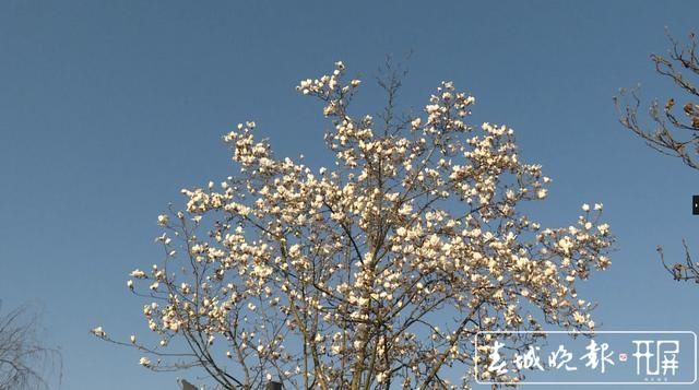 保山昌宁：春光明媚惹人醉，玉兰报春朵朵香