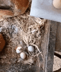 |搞笑GIF:好家伙这到底谁哪位大神砸过来的,竟能这么准