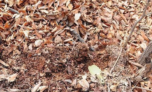 养花不死，全靠盆土，用这个土养花，能活几十年