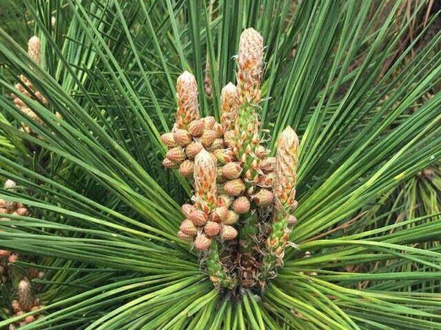 强身健体|农村路边常见的“长寿树”,是糖尿病患者的天然“保健品”