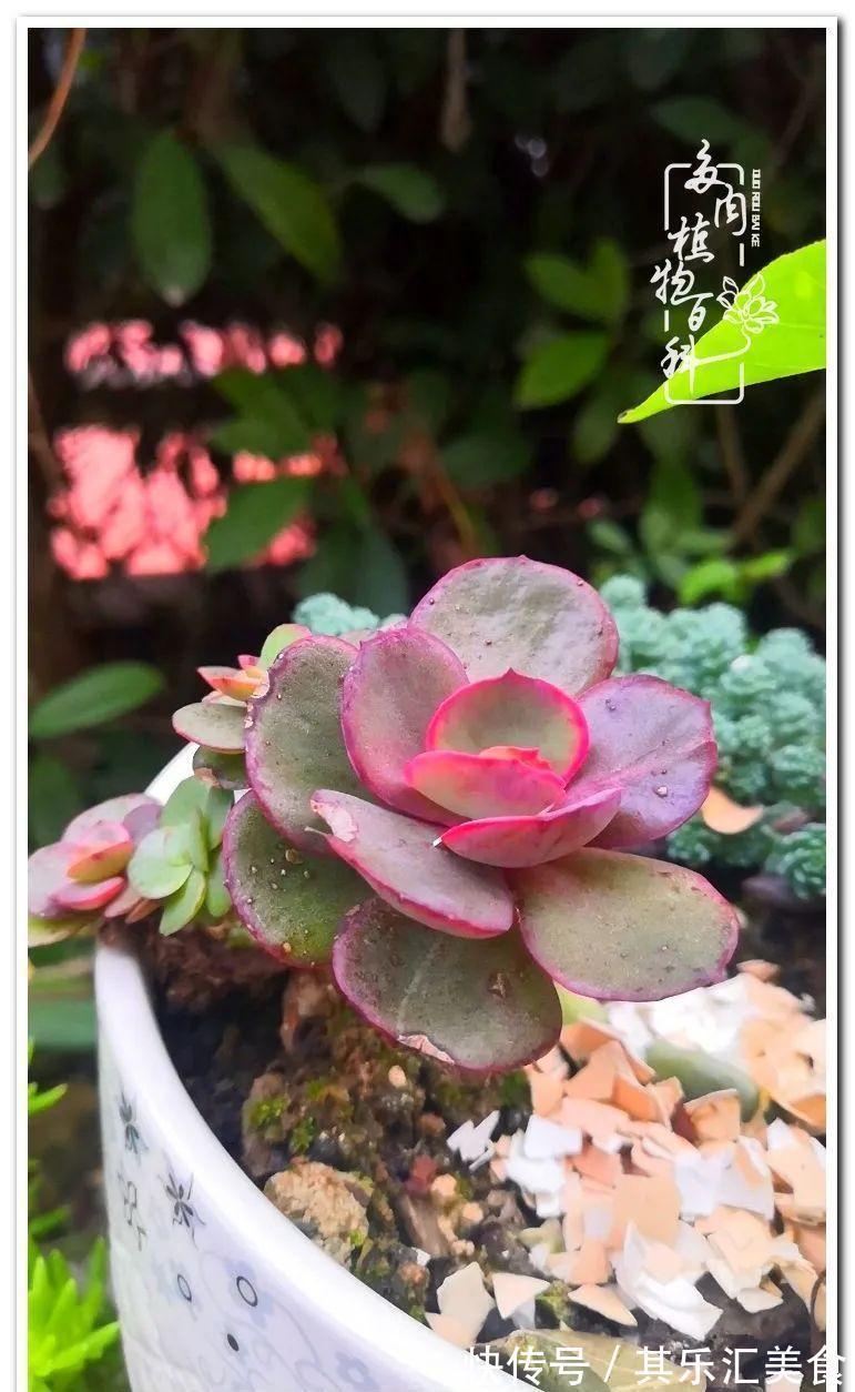 胧月,它生了一场大病!