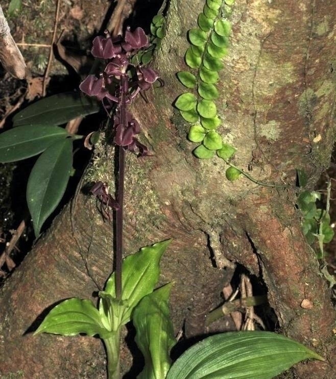 农民|这野草喜欢在石头缝里生根发芽,常被农民所忽视,殊不知珍贵难得